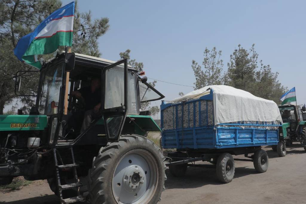 The Cotton Harvest Has Begun