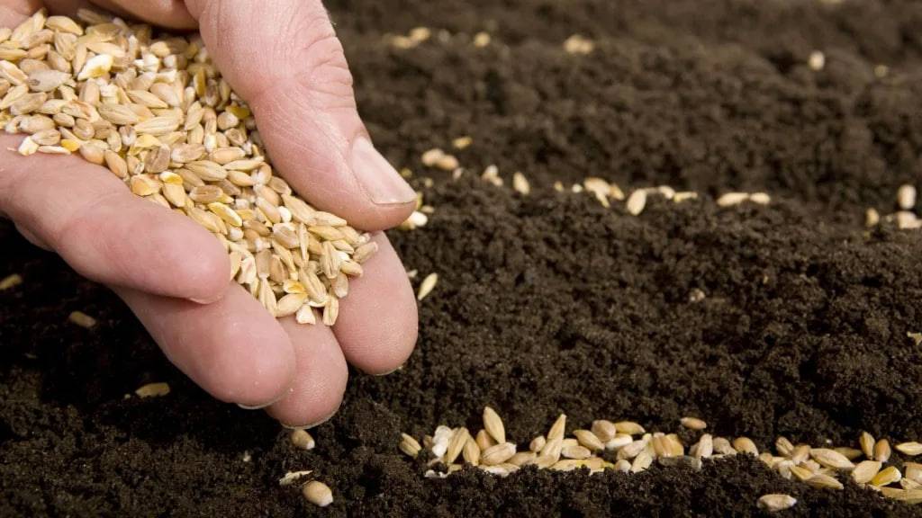 Benefits of wheat after cotton