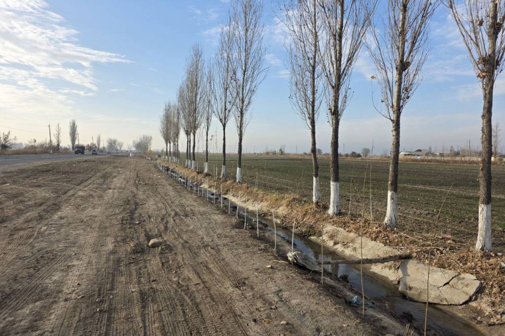 Why are trees painted in winter?