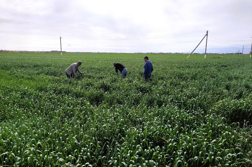 Global Textile Planting Season in Uzbekistan