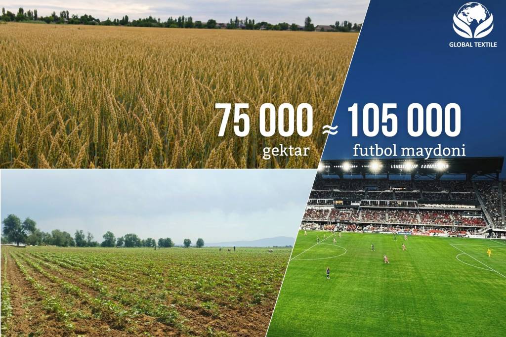 75,000 hectares under Global Textile agricultural operations