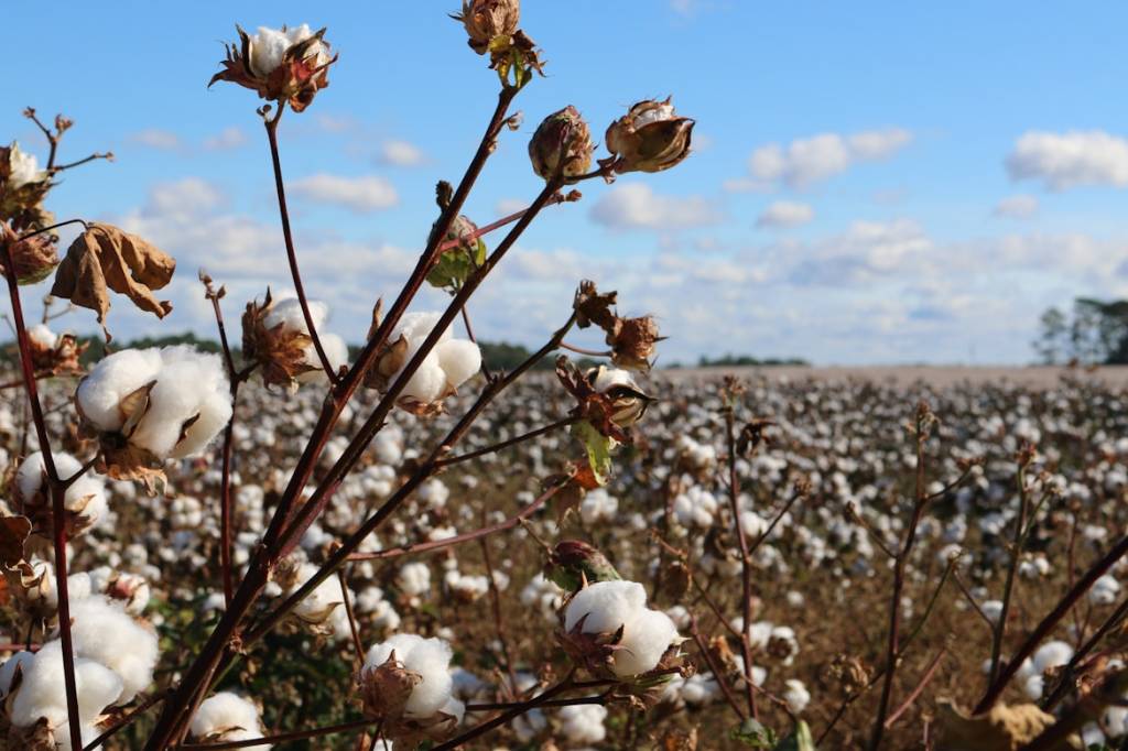 Global Textile Receives Better Cotton Chain of Custody Certification